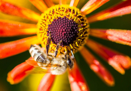 蜜蜂的微距摄影从花朵中采集花粉