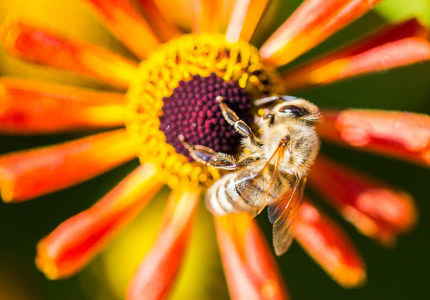 蜜蜂的微距摄影从花朵中采集花粉