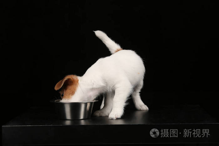 杰克罗素舔碗黑色背景