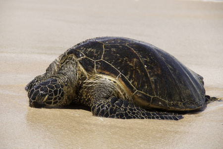 沉睡的夏威夷海龟