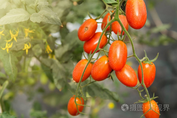 红色小成熟樱桃西红柿水果.西红柿植物, 成熟的 natura