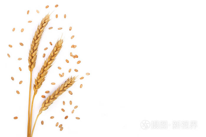 小麦的谷粒和耳朵在白色背景下被隔绝, 文本的复制空间.顶部视图.