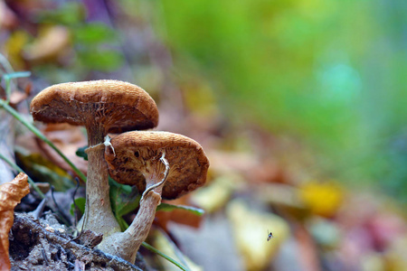 蜜环菌蘑菇图片