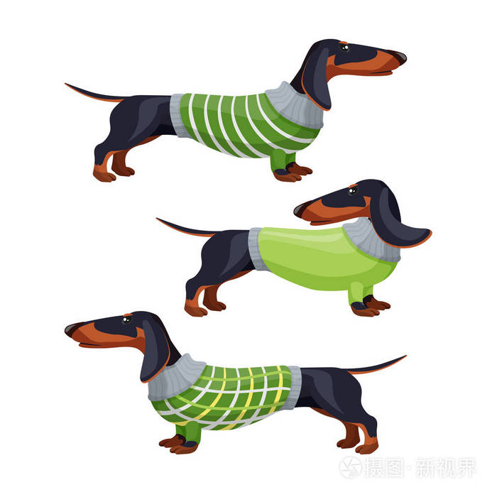 腊肠狗在绿色毛衣侧面查看矢量插图插画-正版商用图片1053kd-摄图新