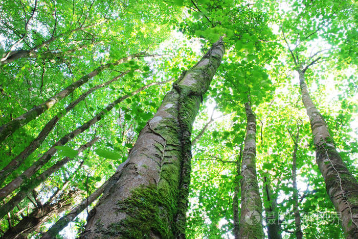 英格兰康沃尔郡林地树冠的低角度拍摄