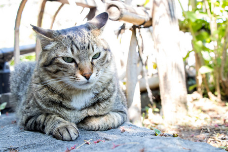 可爱的猫咪与激烈面对花园的背景