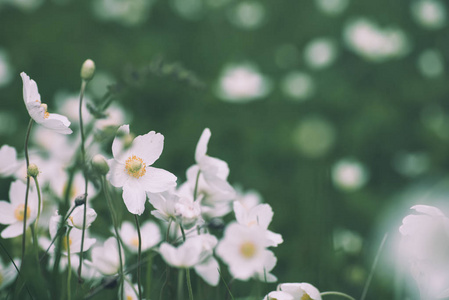 白色 anemona 花