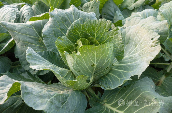 绿色生卷心菜的头与叶