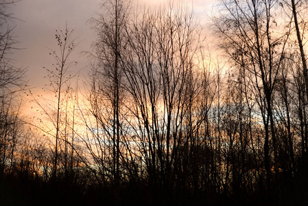 日落时树 silhouettes