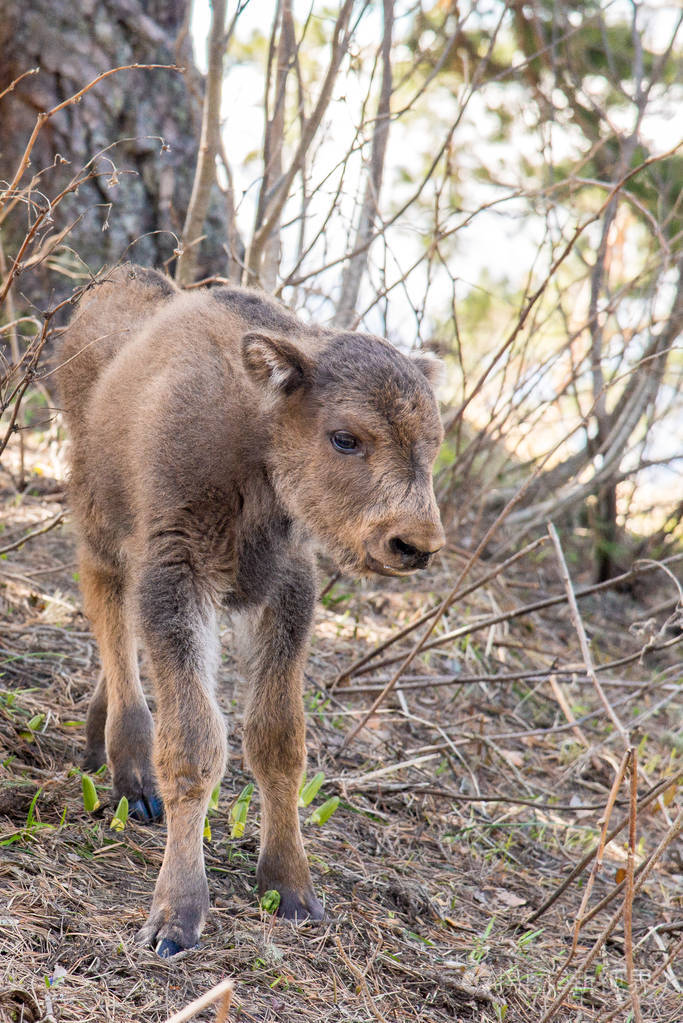 高加索野牛一种来自红皮书的动物