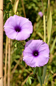 紫色野生结草花和绿色花瓣的细节