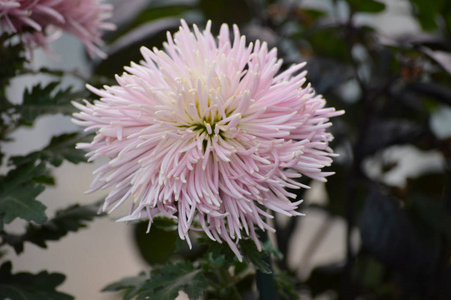 花园里长着紫色的花