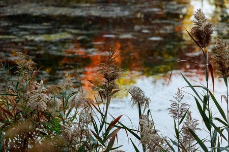 秋天在湖岸的芦苇图片