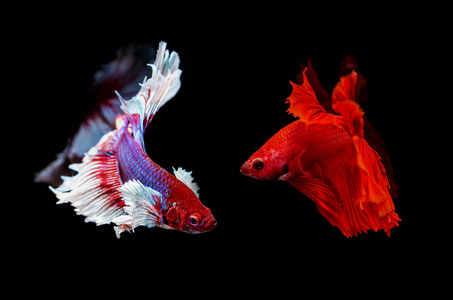 连体数字图片大全