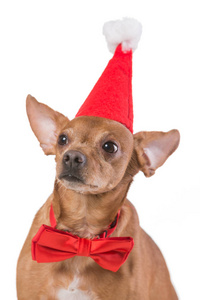 棕色的狗与红色的蝴蝶和在一个白色背景的圣诞老人帽子