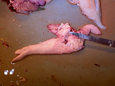 捕到的新鲜手切新鲜的鳕鱼, 取出和检查肝脏.刚捕到的鱼控制内脏照片