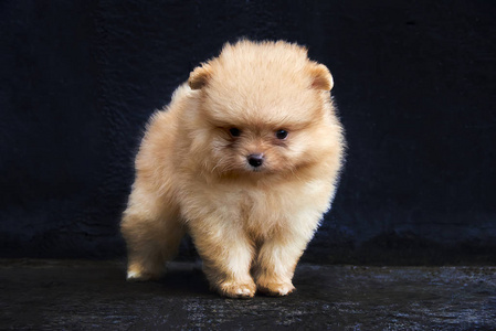 橙色博美斯皮茨小狗留在黑色背景照片