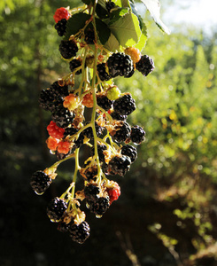 成熟的黑莓水果背景