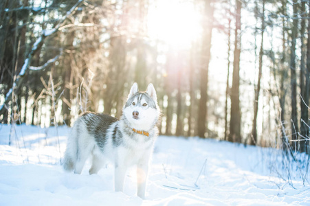 沙哑的狗站在雪地上