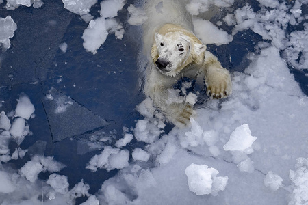 海中的白熊 休斯 maritimus, 在冰中游泳