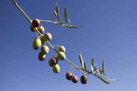 橄榄枝,蓝色背景上有水果和叶子照片