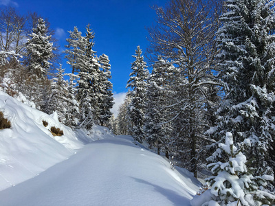 在阳光明媚的冬日, 森林小径, 被光滑的厚厚的雪覆盖的远足小径