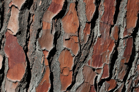 天然松树树树皮图案