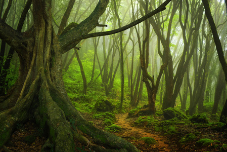 东南亚热带丛林照片