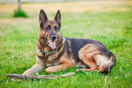 德国牧羊犬狗说谎在秋天森林照片