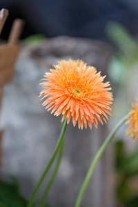 橙色非洲菊花卉