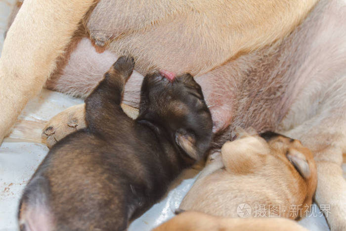 黑小狗是母乳喂养