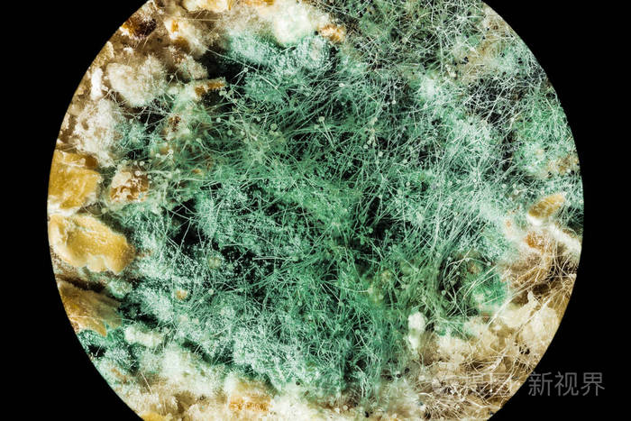 绿色真菌霉菌通过显微镜在变质食品宏观视野上的传播