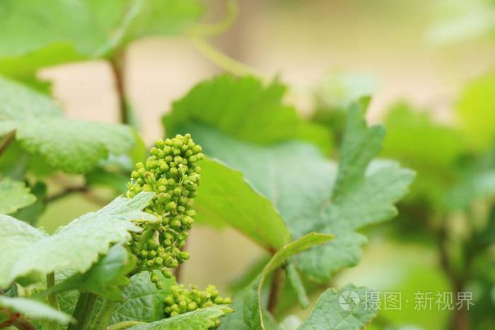 在葡萄园中新发芽的新鲜葡萄照片-正版商用图片105zw2-摄图新视界