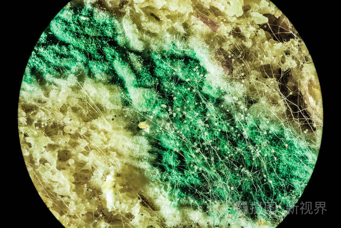 绿色霉菌在变质食品上的传播, 通过显微镜观察