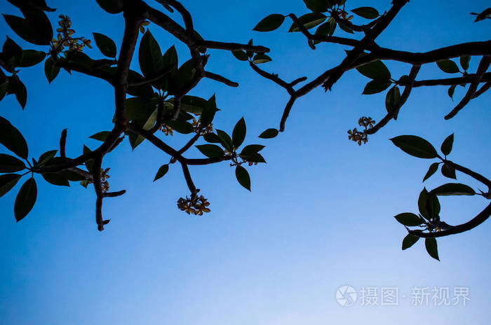 花在树上的鲜花盛开, 天空晴朗