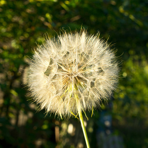 Tragopogon 降落伞