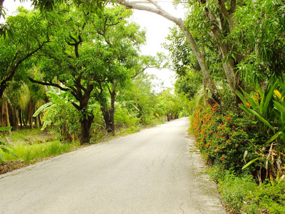 美丽的乡村道路，有树和花草