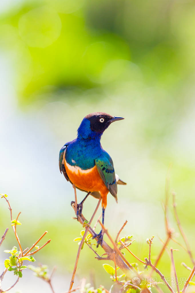 在坦桑尼亚非洲的彩色高超的八哥鸟