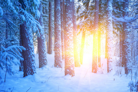 冬天明亮的景色，在夕阳的照耀下，覆盖着白雪的森林