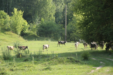 美丽和田园诗般的绿草与愉快地放牧牛群