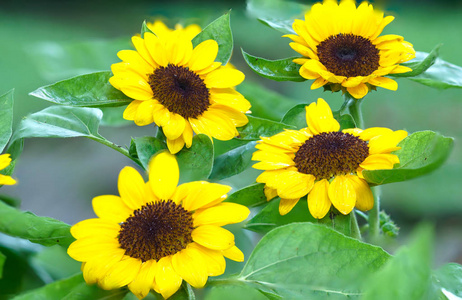 这朵花是太阳的方向,象征着所有物种的光明希望和活力.照片