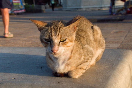 在街上休息的猫