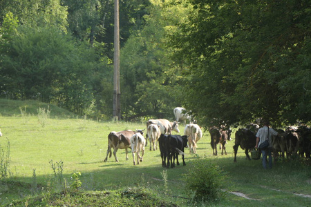 美丽和田园诗般的绿草与愉快地放牧牛群