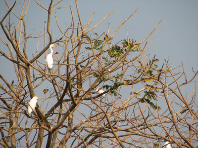 在树上的白鸟的苍鹭, 卤水或白鹭的形象。动物