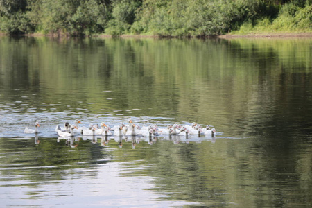 一群鸭子沿河游
