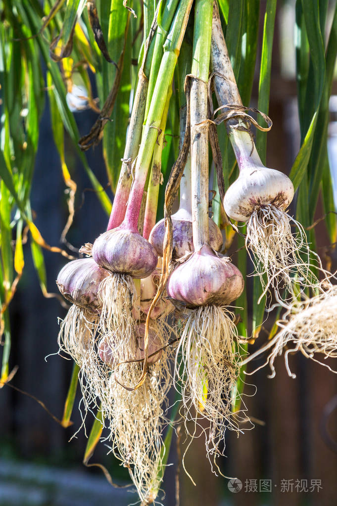 新鲜收获的大蒜球茎在户外干燥