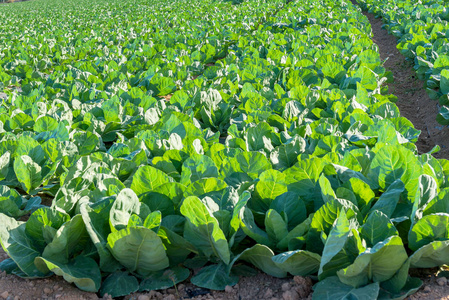 农田里的蔬菜甘蓝生长在农田里.西班牙.照片