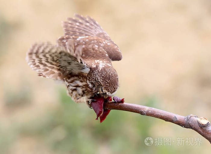 成年小猫头鹰吃树枝上的肉美丽模糊的米色背景