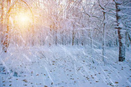 冬天森林在太阳