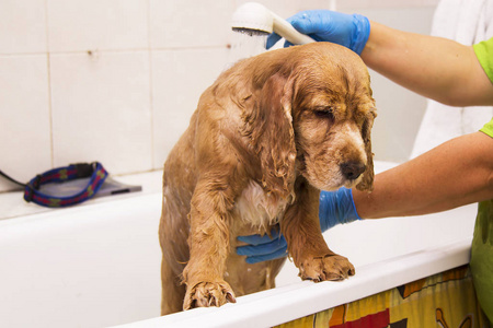 在理发师狗狗洗澡图片